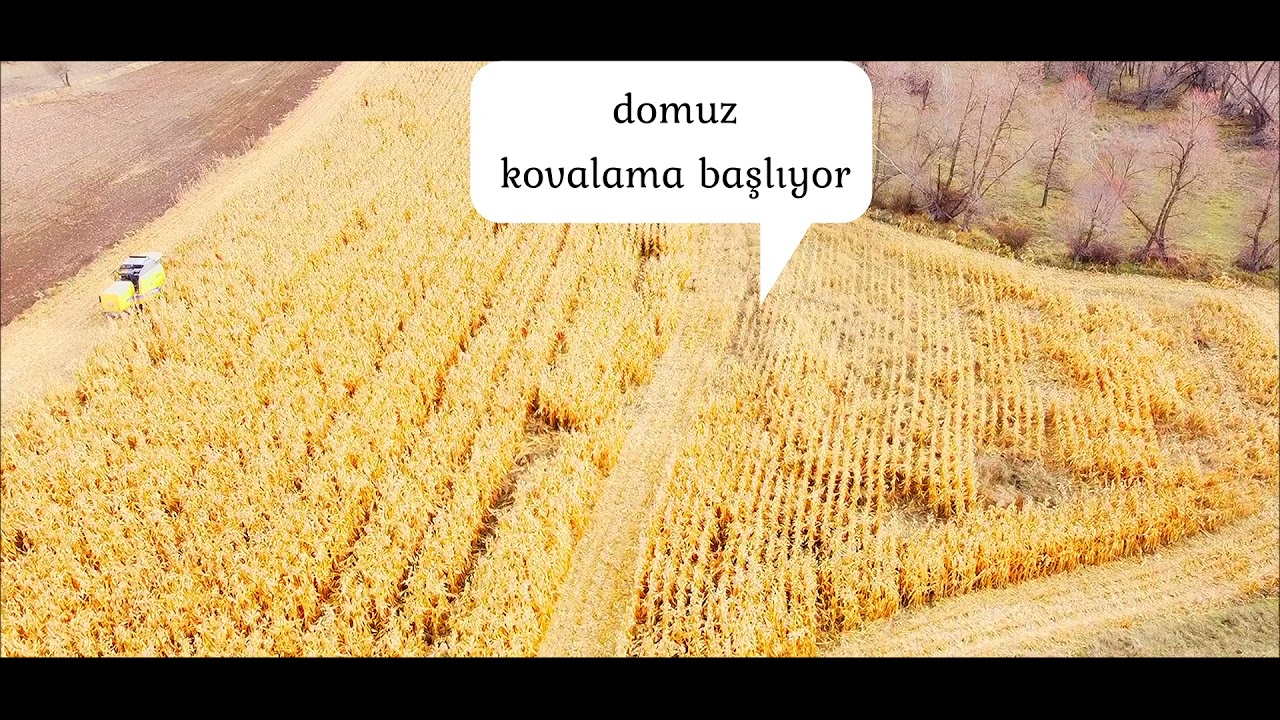 MISIR HASADINDA DOMUZ SÜRÜSÜ 🌽🌽🌽🌽Çorum Alaca Sincan köyü