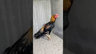 Perrot Beak Aseel fighter Bangladesh
