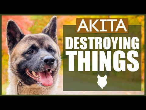 How To Stop Your AKITA DESTROYING Things