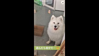自分で散らかしたオモチャを、お片付けするワンコ