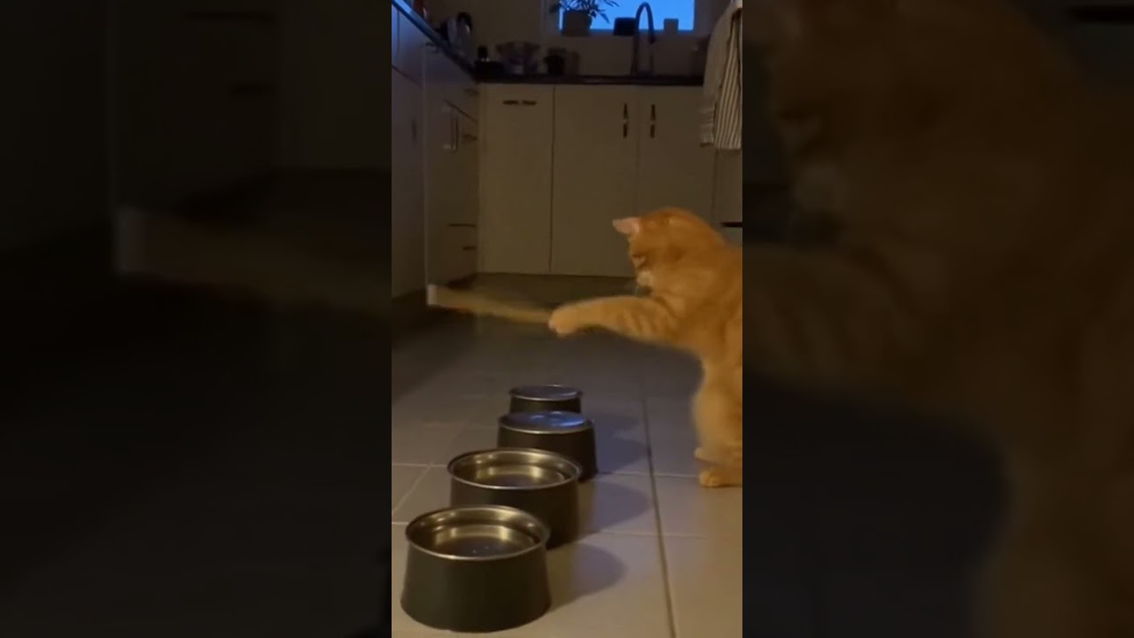 Cat’s MIDNIGHT BOWL DRUM SOLO in the Kitchen! 🤯🥁