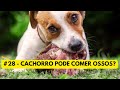 #28 Cachorro pode comer carne ?