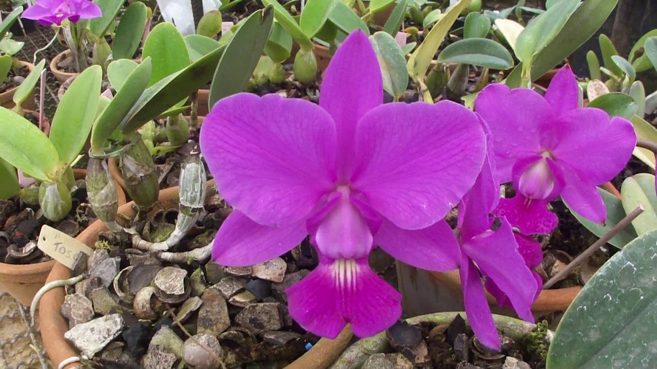 Visita ao orquidário Porã - Limeira SP.
