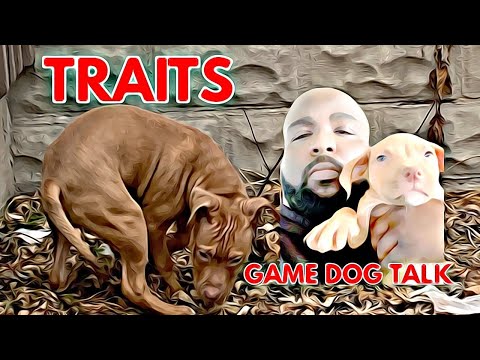 GAME DOG TALK EPISODE 92:  PUPPY TRAITS & MORE