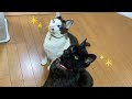 おやつの時間だ!並んで待つ猫たち