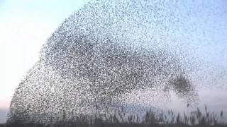 amazing starlings murmuration full HD