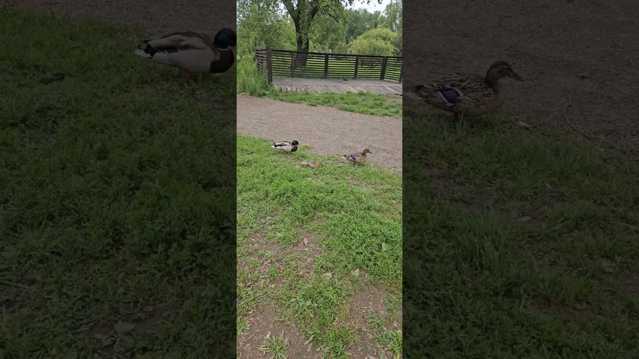 суслики и утки