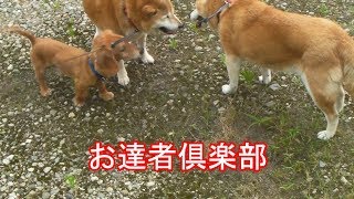 みんなお達者倶楽部　Shiba Inu
