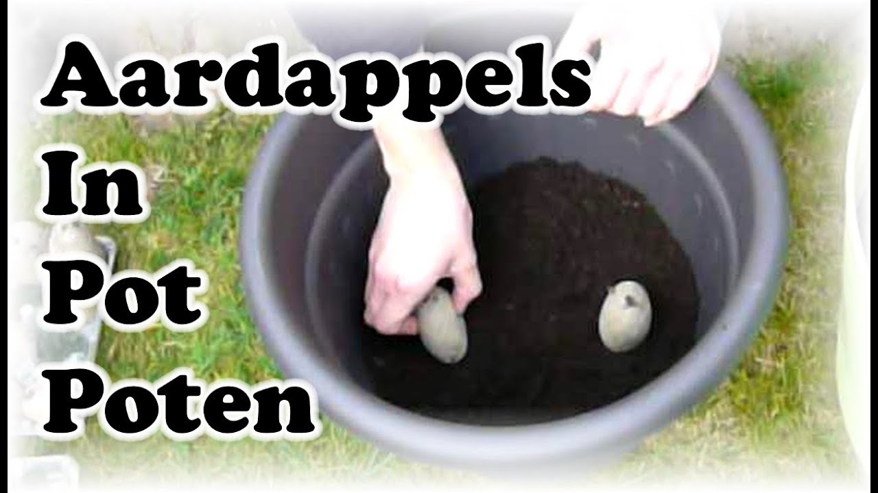 De Moestuin #16: Aardappels In Pot Poten
