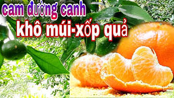 cam đường canh-khô múi xốp quả/nguyên nhân và cách khắc phục-vườn anh Dũng