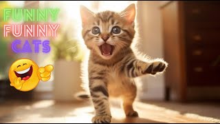 Funny Cat Videos Try Not To Laugh Funniest Cat Videos in The WorldFunny Cat Videos Compilation #67