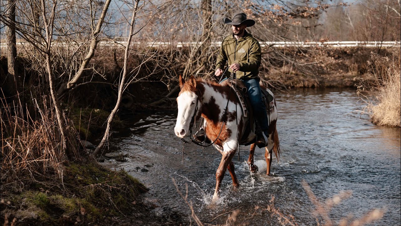 “Daniel Tiger“ Family-Safe 6-Year-Old Paint Gelding | Trail & Arena Ready