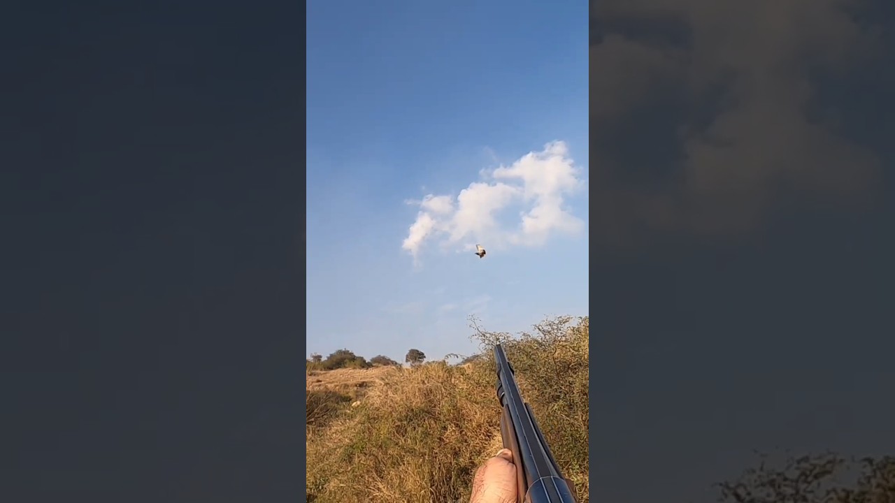 teetar hunting season 2024