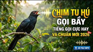 File MP3 Chim Tu Hú Gọi Mồi - Bản Chuẩn 2026 Cực Hay | bird sound