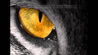 Survivor - Eye Of The Tiger [Best Quality] chords