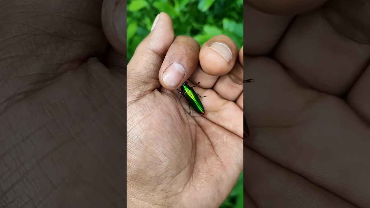the largest shiny beetle🐞🦎🦋🐛🪱 I have ever found of its kind 