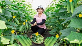 Harvesting Cucumber  to the Market to Sell  Make shrimp salad! Lucia's daily life