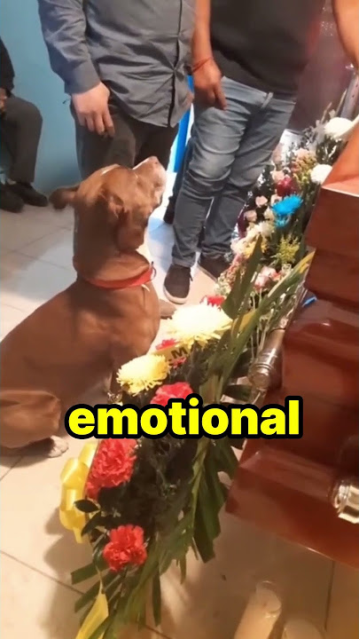This dog got very emotional at his owner's funeral!