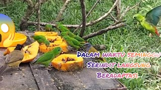 Burung SERINDIT Seminggu setelah di lepas di Aviary