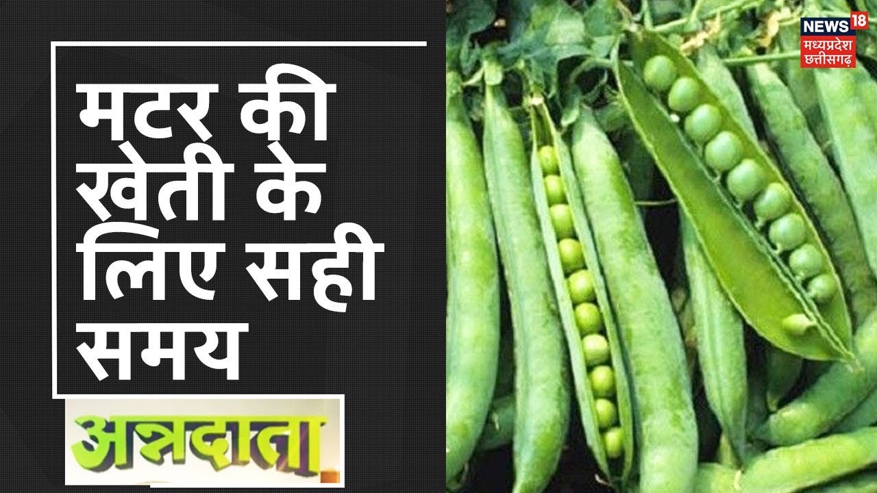Annadata Green Peas Farming मटर की उन्नत खेती कैसे करें पूरी