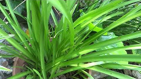 cây ngải yêu - làm bùa yêu - ngải nàng mét - cây phong thủy - cách làm bùa yêu - ngải mách bùa yêu