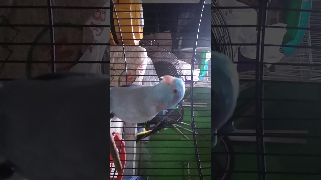 Burung ini cocok banget buat hewan  rumahan   YouTube