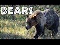 All About Bears for Kids: Bears for Children - FreeSchool