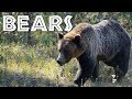 Understanding Bears