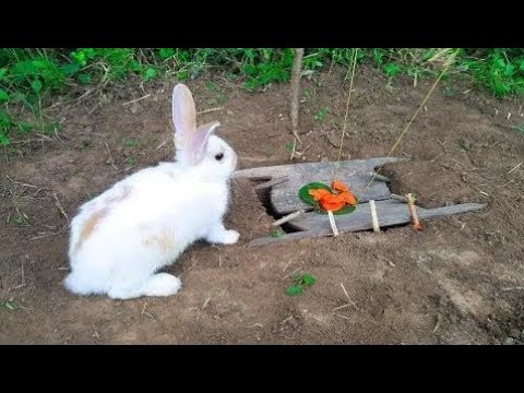 Video: Cómo Atrapar Un Conejo