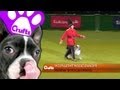 Heelwork to Music - Freestyle International Competition - Crufts 2013