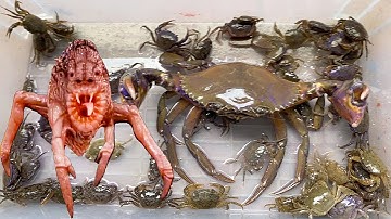 Kem Ốc Chanel dùng máy xúc múc con cua, ốc sên. Siêu nhân tiêu diệt quái vật, rainbow friends red