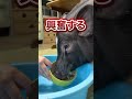 満腹中枢のないブタにいつもの100倍ご飯をあげてみると