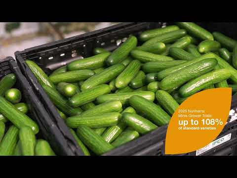 In the Greenhouse with Mini Cucumbers BeeFresh, BeeMaze, BeeBond