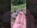 Giant Mosquito Species You May Not Know A-Asian giant mosquito! #dangerous insects#strange insects