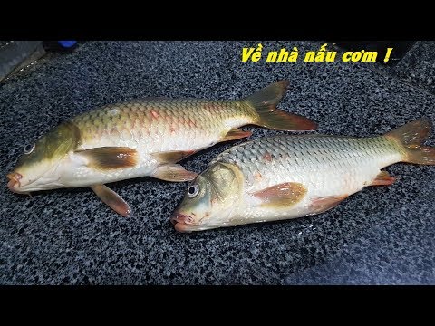 Video Cá chép đồng chiên ròn | công việc hàng ngày của cần... - youtube