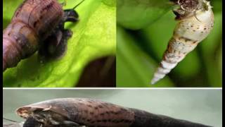 Улитки мелании в аквариуме. Содержание, уход, размножение. Melania snails in the aquarium. Улитки мелании в аквариуме. Содержание, уход, размножение. Melania snails in the aquarium.