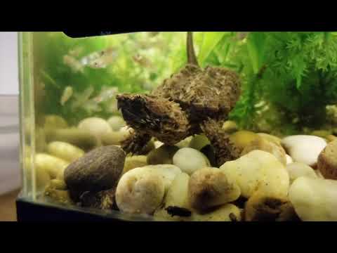 Alligator Snapping Turtles Catch Fish with Their Tongues 👅 (Supercut)