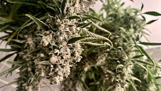 My First Auto Flower Harvest: Lemon Cherry Gelato Surprise! 🌱✨