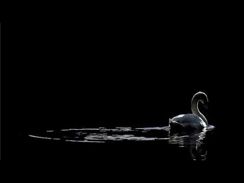 Black Swan Transitioning Into Fake Love Acapella Vocals Only BTS