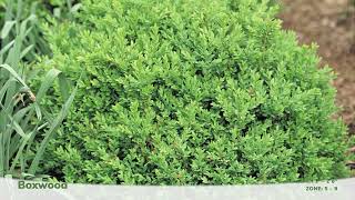 8 Deer Proof Shrubs