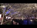 Cherry Blossoms - Meguro River