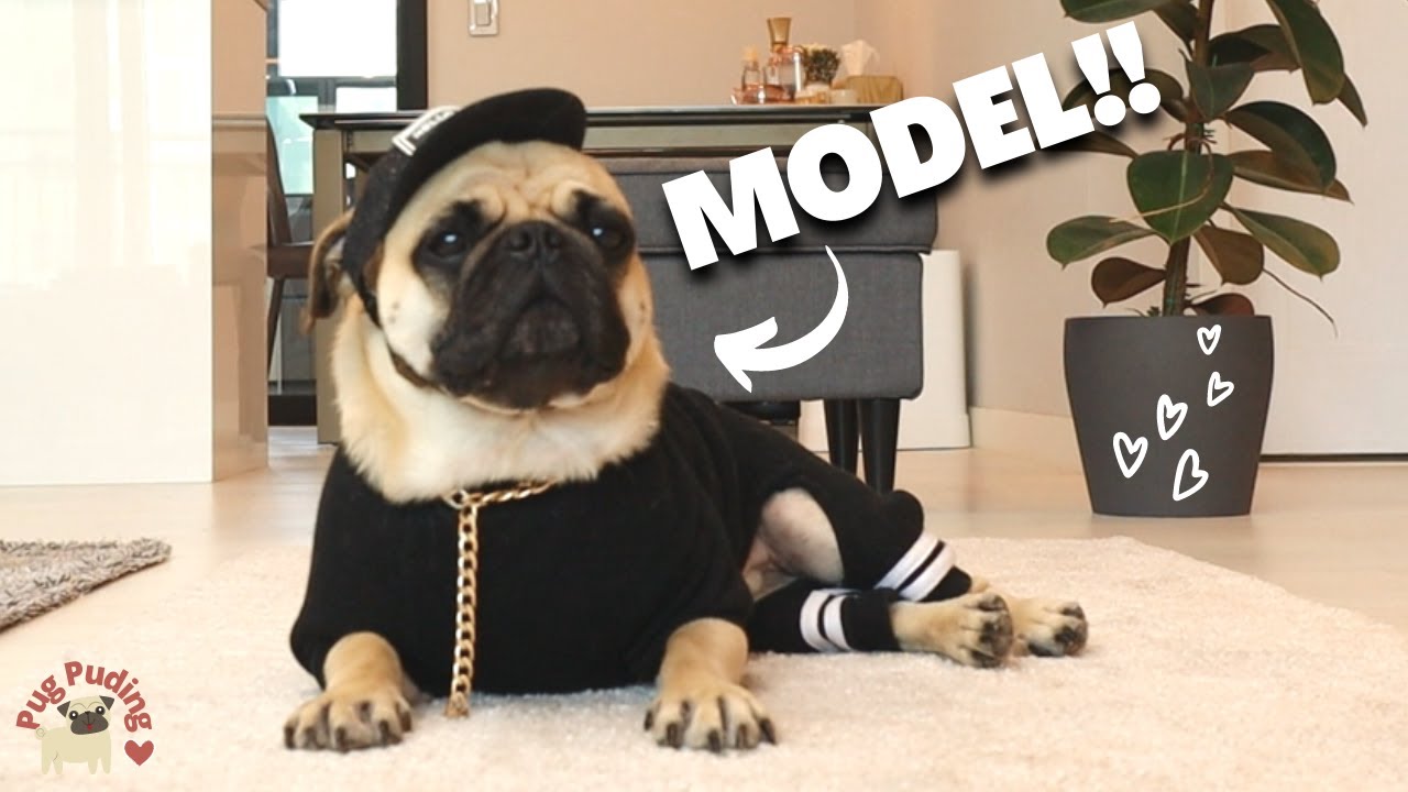 Показ мод моего мопса