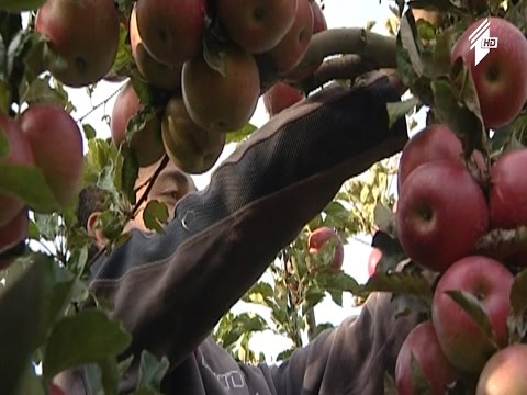 \"ფერმა\" - არასტანდარტული ვაშლის რეალიზაციის პროგრამა დასრულებულია