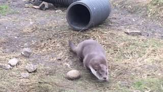 Releasing Rocky the otter from Skeld