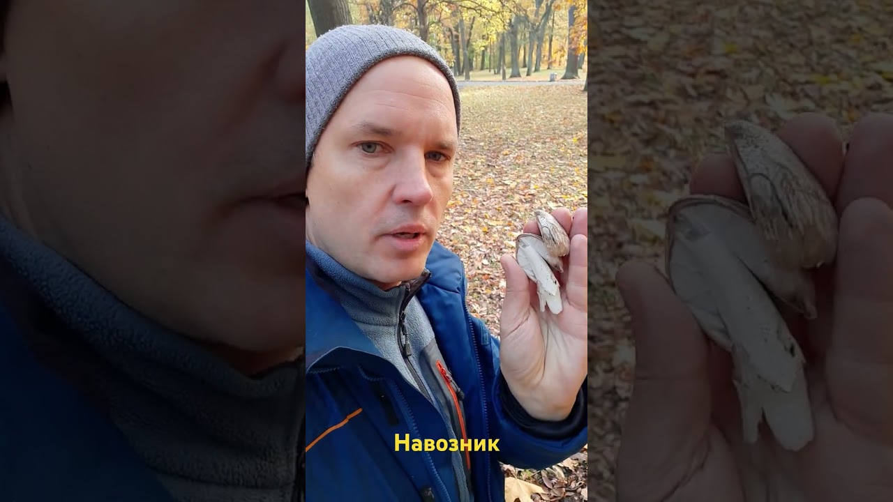 Съедобный навозник 