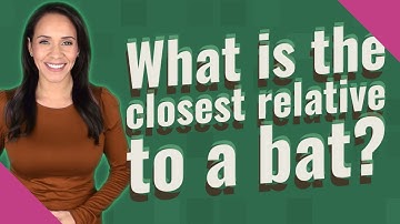 What is the closest relative to a bat?