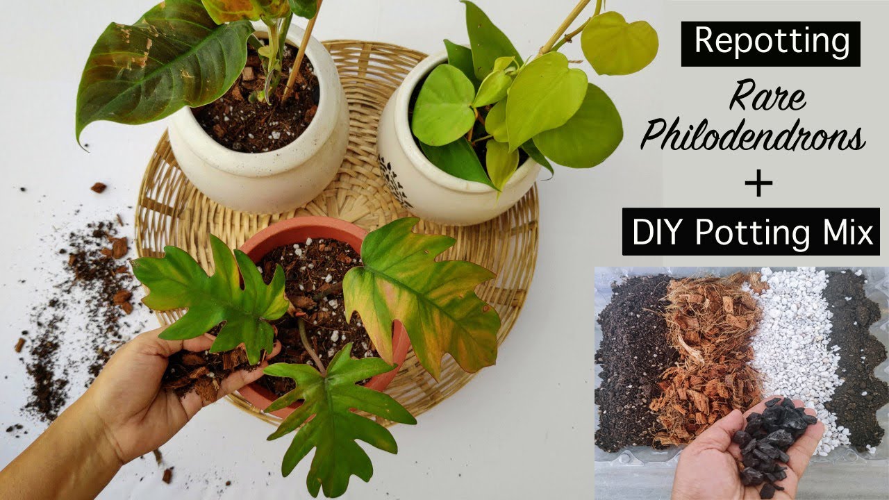 Watch Me Repot My New Philodendrons | DIY Homemade Potting Mix For  Philodendrons