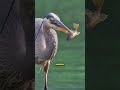 😱La cazadora silenciosa de ríos y lagos #aves #birds #avesexóticas #avesdelmundo #garzaazulada