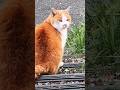 仲間は天国へ旅立ち今はひとりで生きる地域猫 #野良猫 #捨て猫