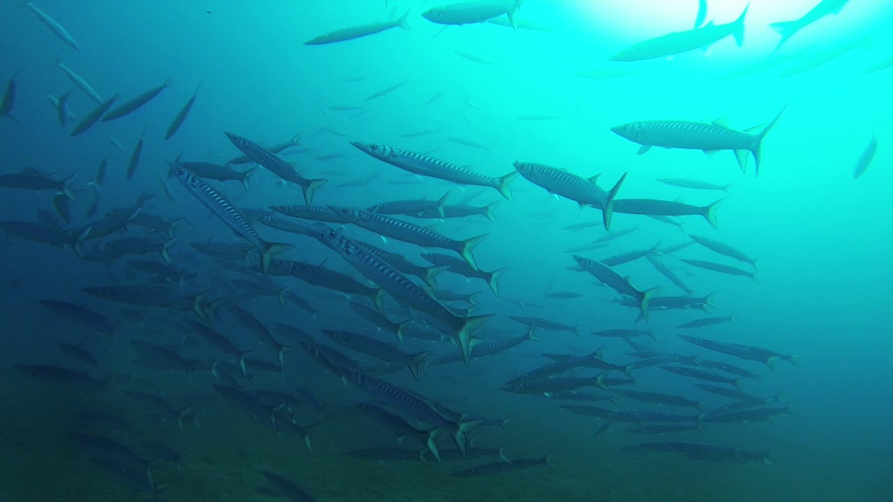 Scuba Diving with Barracuda - Puerto Rico, Gran Canaria scuba diving lessons near me